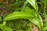 Small purple fringed orchid <BR>Lesser purple fringed orchid